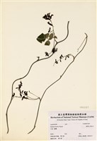 藏品(臺灣山黑扁豆)的圖片